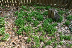 Garden problems everyone faces image weeds growing through mulch