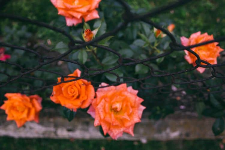 Backyard wow factor wire fence with orange roses