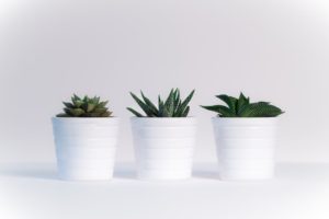 Make Your Home Feel Like New three cactus plants in white pots