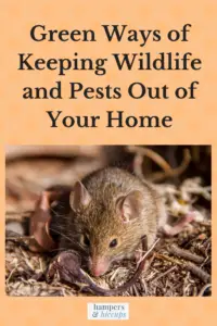Green Ways of Keeping Wildlife and Pests Out of Your Home field mouse outside hampersandhiccups