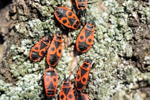 wildlife - pyrrhocoris apterus fire bugs