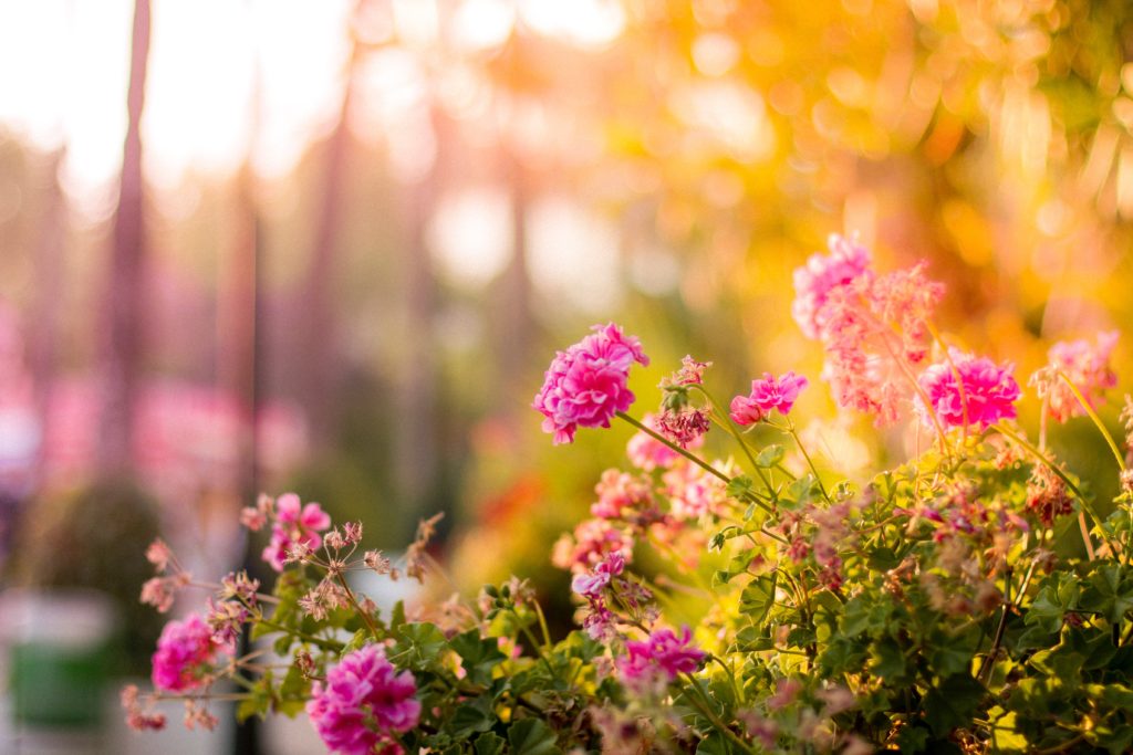 Yard pink flowers on a bush