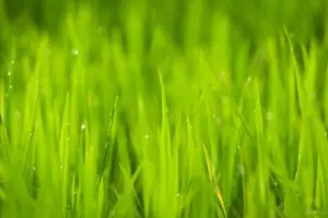 Lawn care - dewdrops on grass 