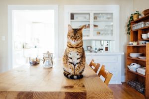 Family-friendly kitchen cat sitting on kitchen table