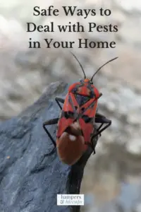 Safe Ways to Deal with Pests in Your Home red beetle insect on stone hampersandhiccups