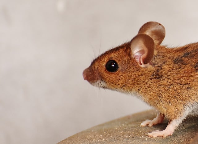 Pests in your home - mouse