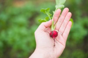 Successful vegetable garden fresh picked radish from the garden