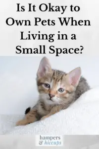 Is It Okay to Own Pets When Living in a Small Space? tabby kitten on a comfy blanket hampersandhiccups