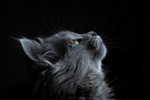 Pets when living in a small space cats are best gray medium hair cat looking upward