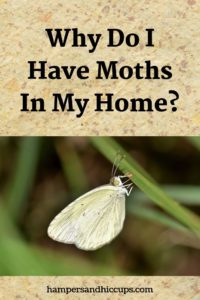 Why Do I Have Moths In My Home Hampers And Hiccups