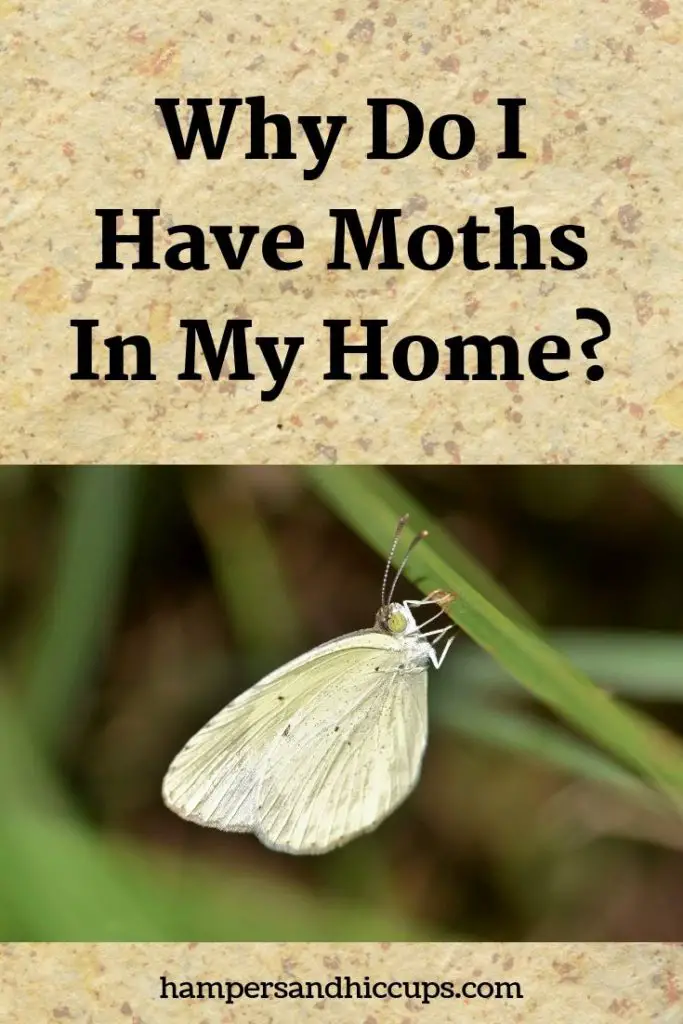 Why Do I Have Moths In My Home Hampers and Hiccups
