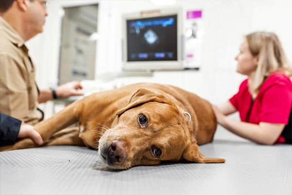 dog-at-vets-for-diarrhea