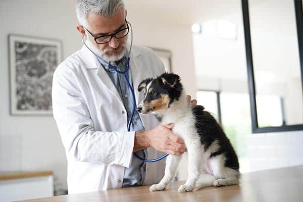 dog-checkup-for-diarrhea