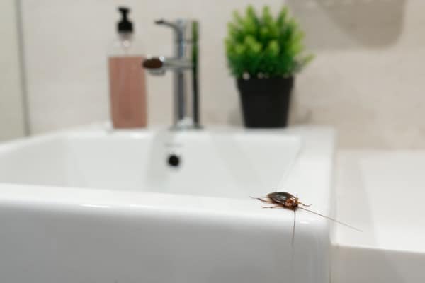 cockroach-in-the-bathroom-on-the-sink