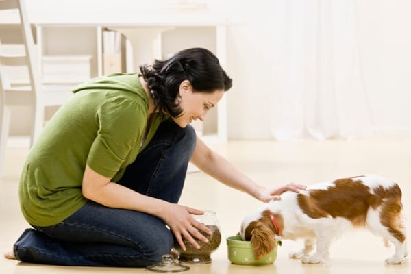 feeding-quality-dog-food