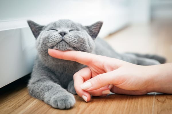 happy-kitten-likes-being-stroked
