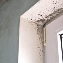 mold-growth