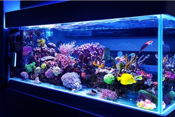 saltwater-coral-reef-aquarium