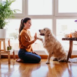 beautiful woman doing high five her adorable golden retriever dog