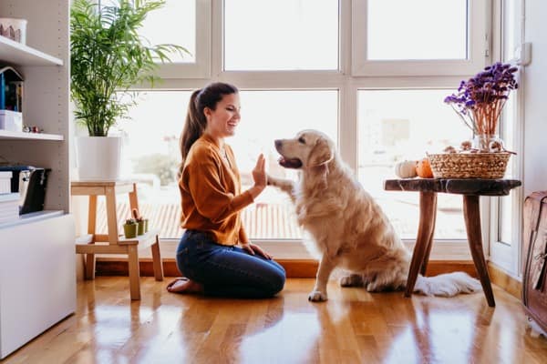 beautiful woman doing high five her adorable golden retriever dog