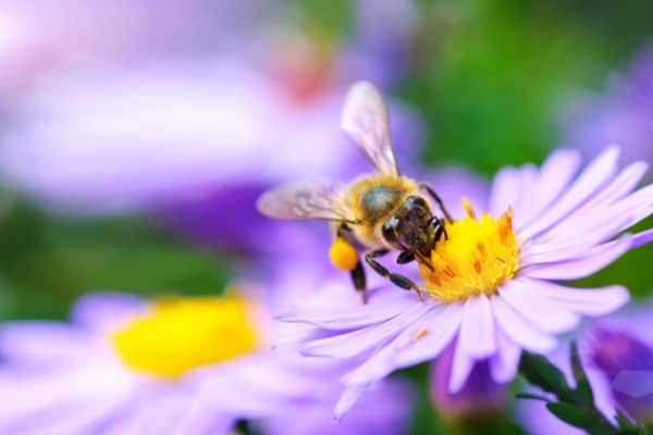 bee on the flower picture id491230304