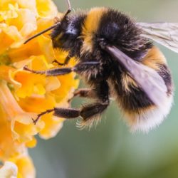 busy bumbler picture id181615095