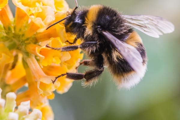 busy bumbler picture id181615095