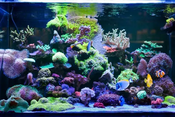 home coral reef aquarium