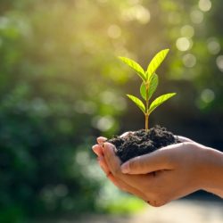 in the hands of trees growing seedlings bokeh green background