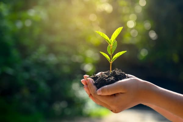 in the hands of trees growing seedlings bokeh green background
