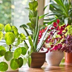 pot plants display on the window
