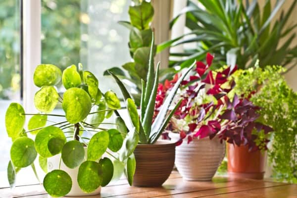 pot plants display on the window