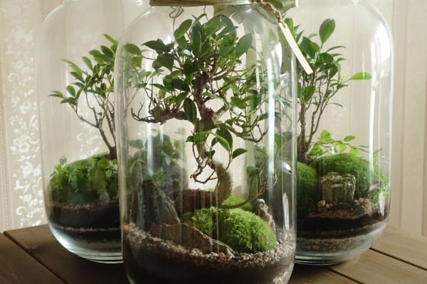 small decoration plants in a glass bottlegarden terrarium bottle