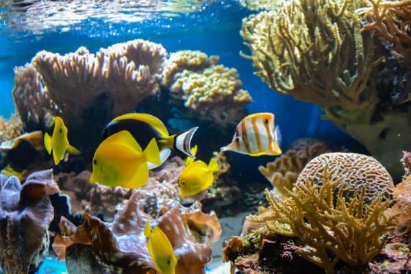 small fish swimming in an aquarium on a blue background with algae