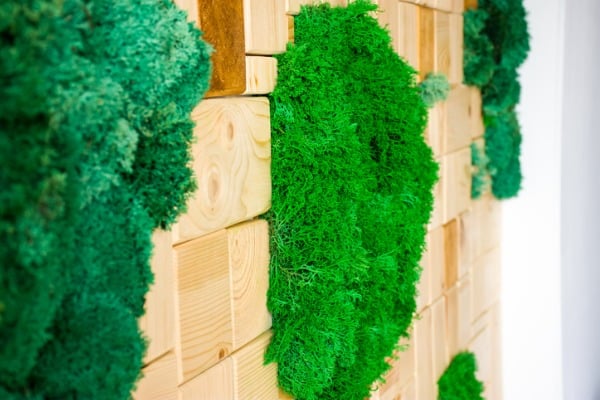 stabilized green moss on the wall surrounded by wood bricks