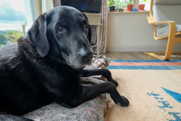 an elderly black labrador in the heart of the family home