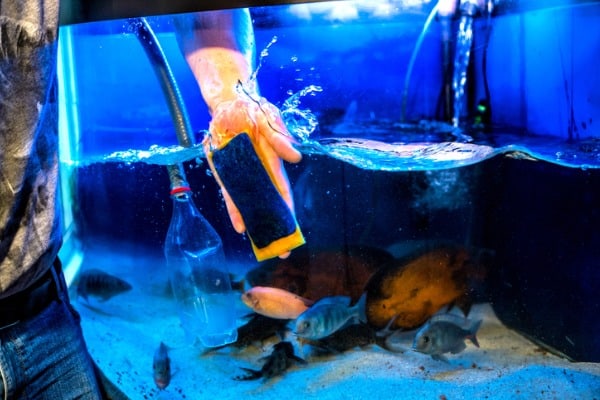 aquarist and aquarium are home aquarium cleaning process