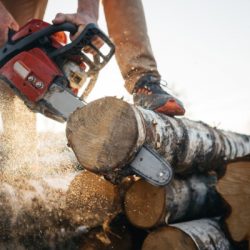 closeup view on chainsaw in strong lumberjack worker hands sawdust