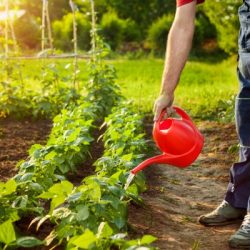 farmer watering garden