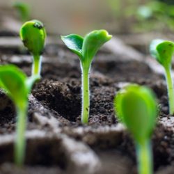 fresh seedlings of marrow wanda are growing in carton containers