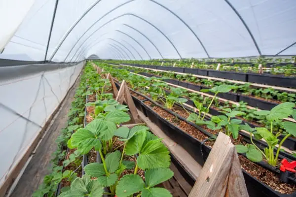 greenhouse with young strawberry bushes