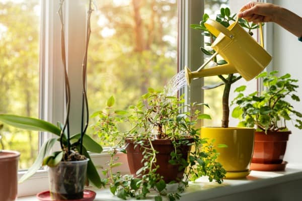 hand with water can watering indoor plants on windows