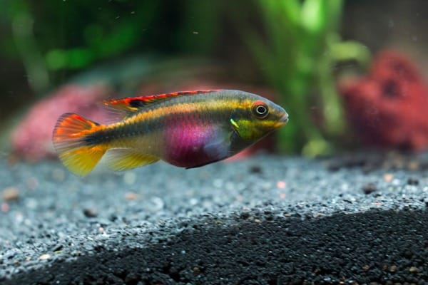 kribensis cichlid fish