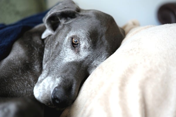 old dog at rest