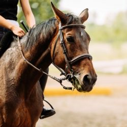 picture of young pretty girl riding horse