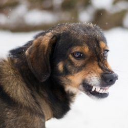 aggressive angry dog