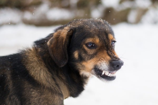 aggressive angry dog