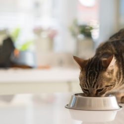 beautiful feline cat eating on a metal bowl cute domestic animal