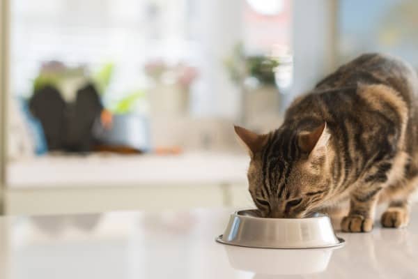 beautiful feline cat eating on a metal bowl cute domestic animal