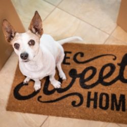 cute dog sitting on home sweet home welcome mat on floor near boxes